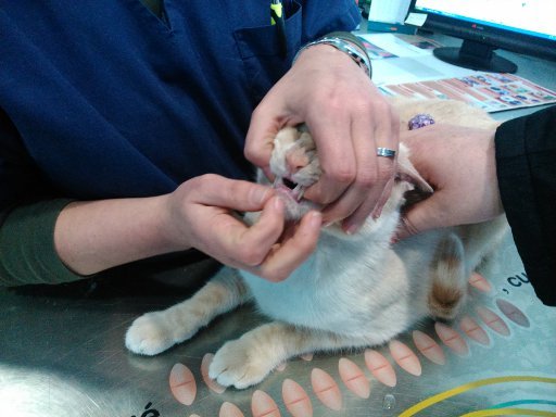Medicación gato. Foto 1. Hospital Veterinario El Arca