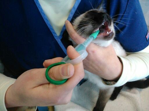 Medicación gato. Foto 3. Hospital Veterinario El Arca